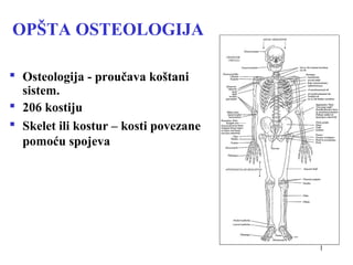 1
OPŠTA OSTEOLOGIJA
 Osteologija - proučava koštani
sistem.
 206 kostiju
 Skelet ili kostur – kosti povezane
pomoću spojeva
 