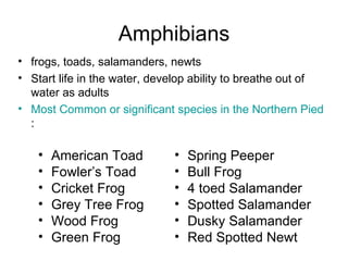 Amphibians frogs, toads, salamanders, newts Start life in the water, develop ability to breathe out of water as adults Most Common or significant species in the Northern Piedmont :  Spring Peeper Bull Frog 4 toed Salamander Spotted Salamander Dusky Salamander Red Spotted Newt American Toad Fowler’s Toad Cricket Frog Grey Tree Frog Wood Frog Green Frog 