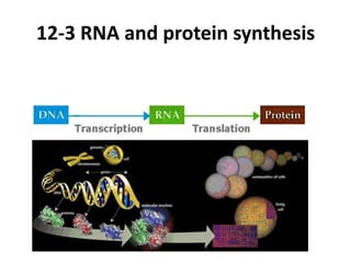 12-3 RNA and protein synthesis




        The Central Dogma
 