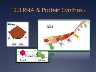 12.3 RNA & Protein Synthesis Uracil Hydrogen bonds Adenine Ribose RNA 
