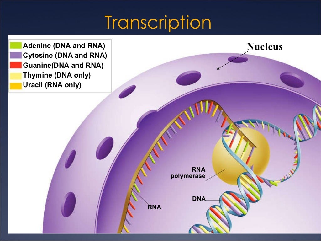 12.3 DNA RNA Amino Acid Protein