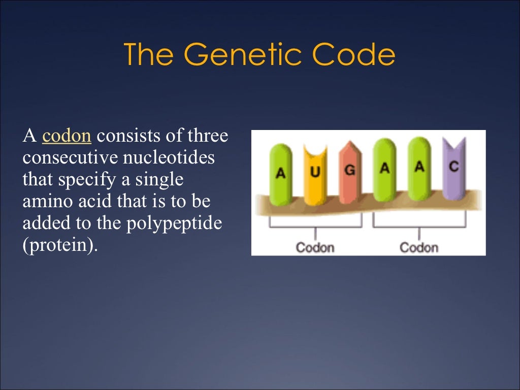12.3 DNA RNA Amino Acid Protein