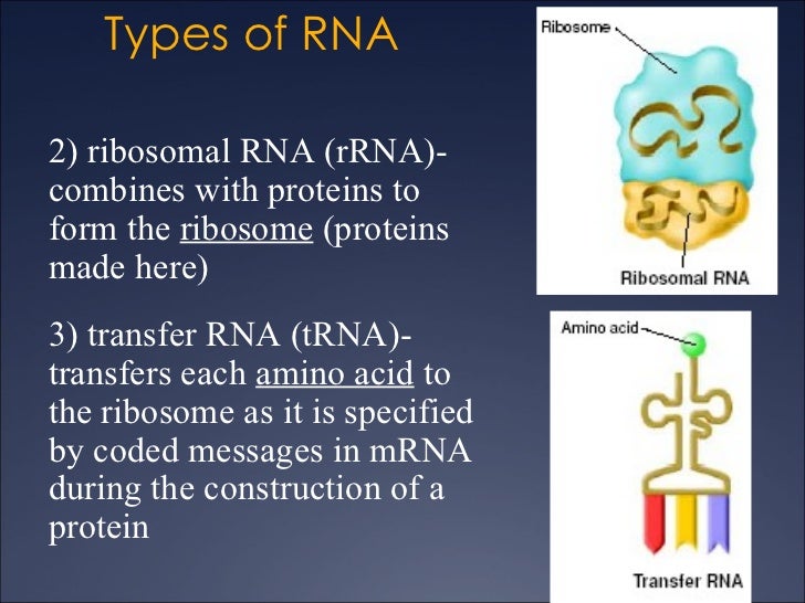 12.3 DNA RNA Amino Acid Protein