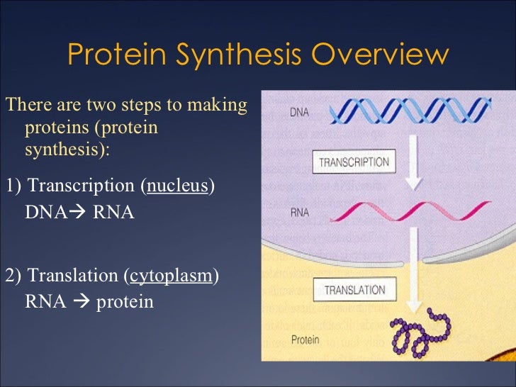 12.3 DNA RNA Amino Acid Protein