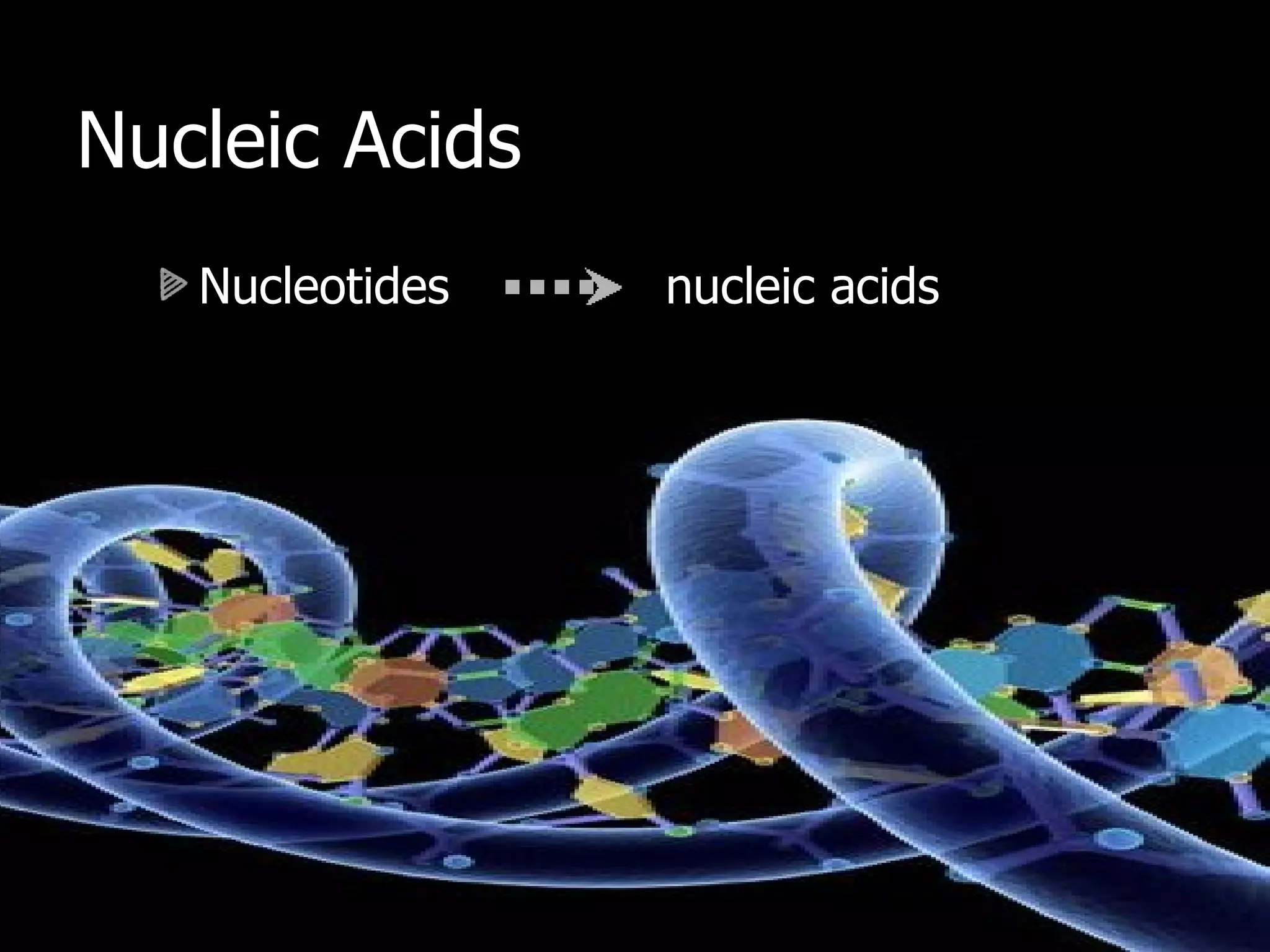 Nucleic Acids Nucleotides  nucleic acids 