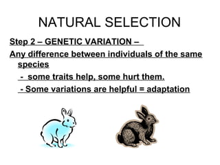 NATURAL SELECTION
Step 2 – GENETIC VARIATION –
Any difference between individuals of the same
species
- some traits help, some hurt them.
- Some variations are helpful = adaptation

 