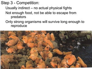 Step 3 - Competition:
Usually indirect – no actual physical fights
Not enough food, not be able to escape from
predators
Only strong organisms will survive long enough to
reproduce

 