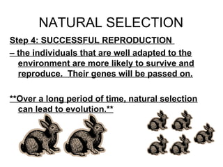 NATURAL SELECTION
Step 4: SUCCESSFUL REPRODUCTION
– the individuals that are well adapted to the
environment are more likely to survive and
reproduce. Their genes will be passed on.
**Over a long period of time, natural selection
can lead to evolution.**

 