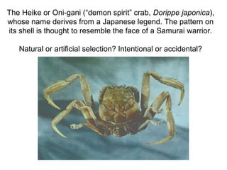 The Heike or Oni-gani (“demon spirit” crab, Dorippe japonica),
whose name derives from a Japanese legend. The pattern on
its shell is thought to resemble the face of a Samurai warrior.
Natural or artificial selection? Intentional or accidental?

 