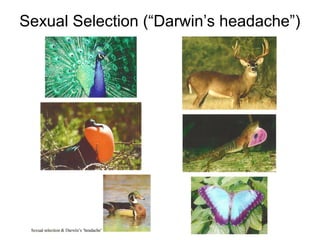 Sexual Selection (“Darwin’s headache”)

 