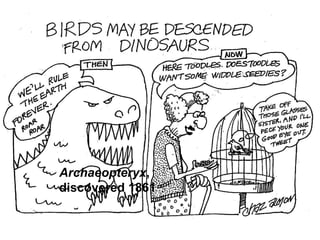 Archaeopteryx,
discovered 1861

 