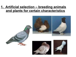 1. Artificial selection – breeding animals
and plants for certain characteristics

 