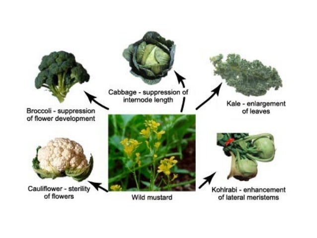 Difference Natural Selection And Survival Of The Fittest Difference Natural Selection And Survival Of The Fittest
