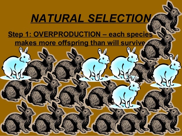 Overproduction Of Offspring Natural Selection Overproduction Of Offspring Natural Selection
