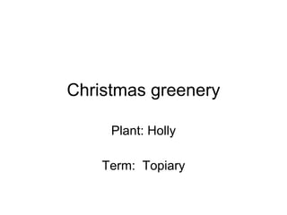 Christmas greenery Plant: Holly Term:  Topiary 