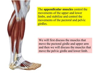 The  appendicular muscles  control the movements of the upper and lower limbs, and stabilize and control the movements of the pectoral and pelvic girdles. We will first discuss the muscles that move the pectoral girdle and upper arm and then we will discuss the muscles that move the pelvic girdle and lower limb. 