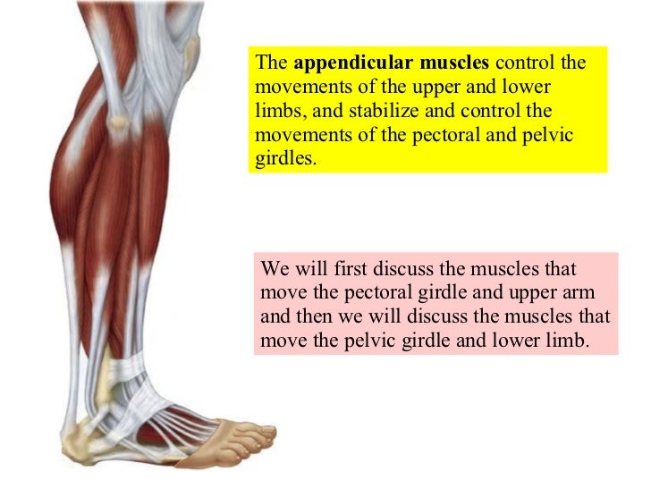 appendicular muscles