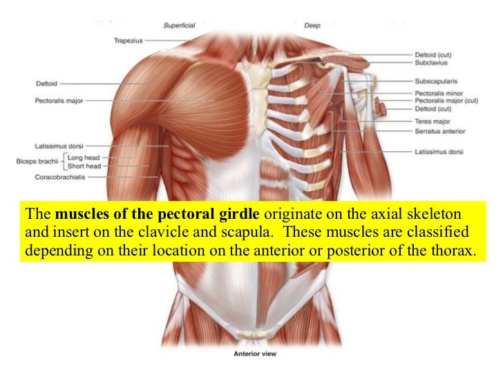 appendicular muscles