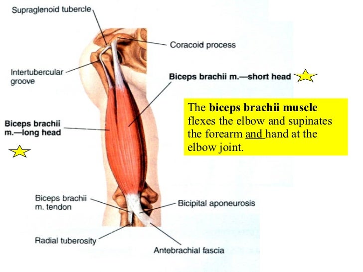12 Appendicular Muscles 12 Appendicular Muscles