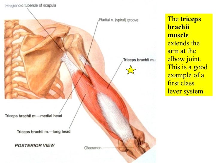 appendicular muscles