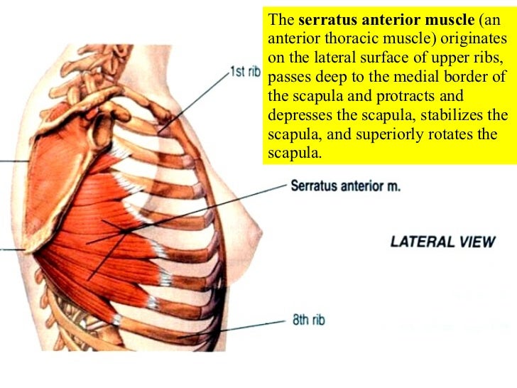 12 Appendicular Muscles