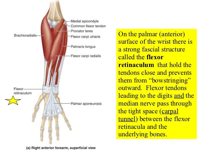 12 Appendicular Muscles