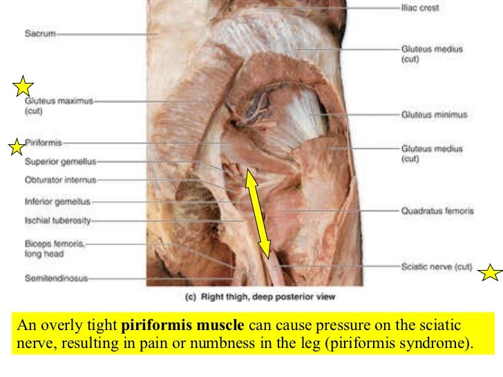 appendicular muscles