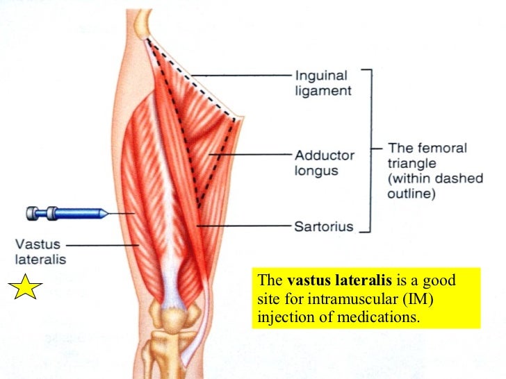appendicular muscles
