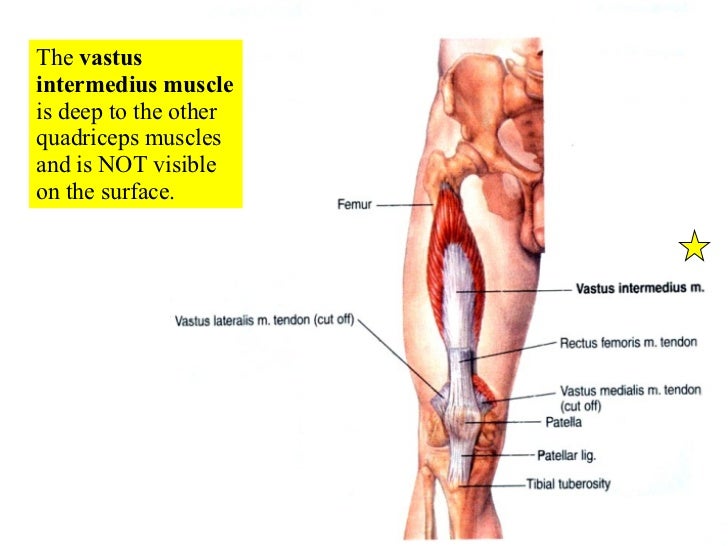 appendicular muscles