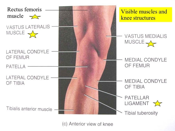 appendicular muscles