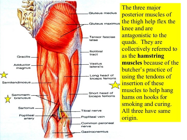 appendicular muscles