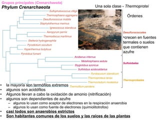 Grupos principales (Crenarchaeota)
Phylum Crenarchaeota                                       Una sola clase - Thermoprotei

                                                                                  Órdenes




                                                                            •crecen en fuentes
                                                                            termales o suelos
                                                                            que contienen
                                                                            azufre




•     la mayoría son termófilos extremos
•     algunos son acidófilos
•     Algunos llevan a cabo la oxidación de amonio (nitrificación)
•     algunos son dependientes de azufre
       – algunos lo usan como aceptor de electrones en la respiración anaerobia
       – algunos lo usan como fuente de electrones (quimiolitotrofos)
•     casi todos son anaerobios estrictos
•     Son habitantes comunes de los suelos y las raíces de las plantas
 