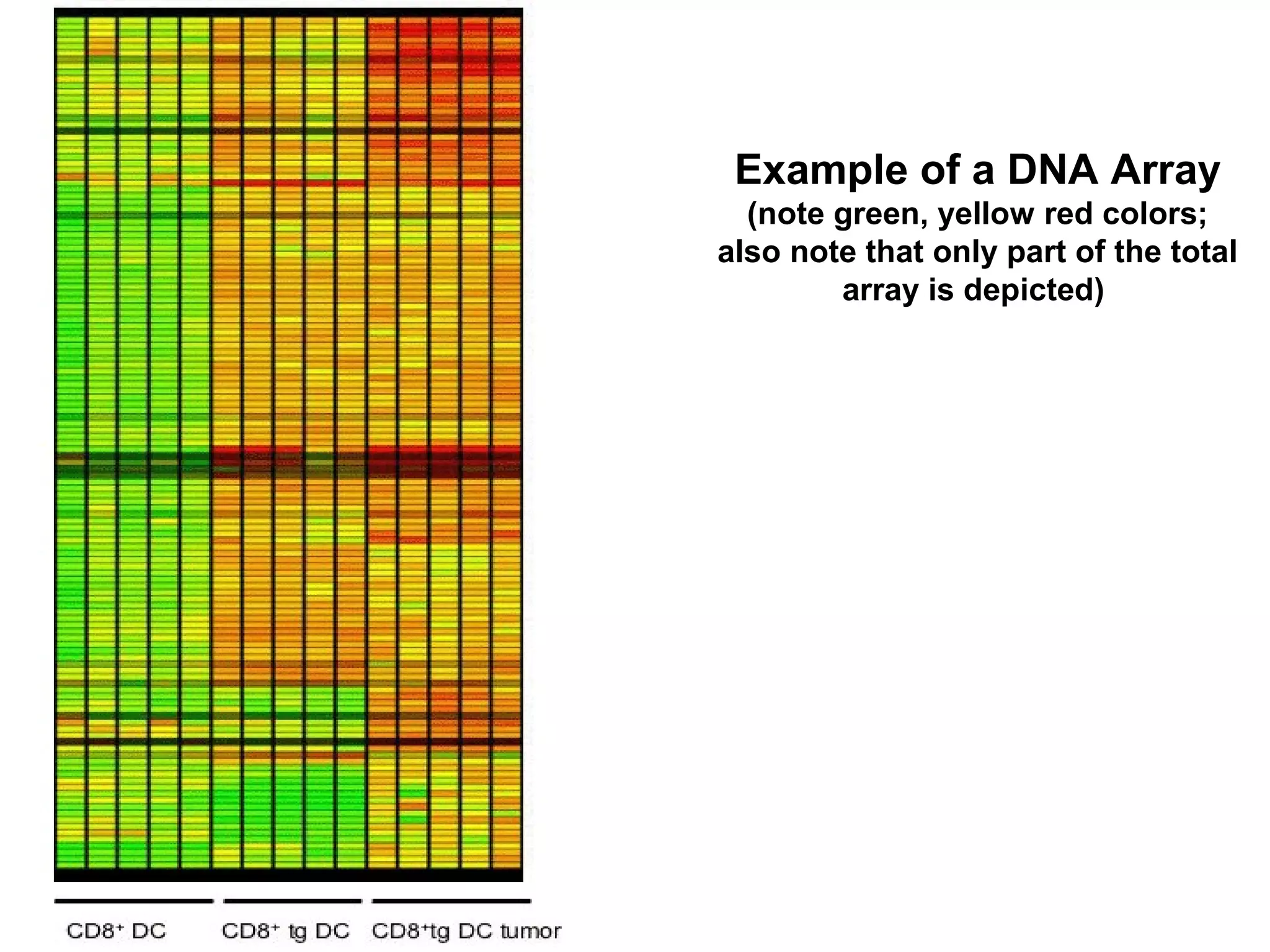 Example of a DNA Array
(note green, yellow red colors;
also note that only part of the total
array is depicted)

 