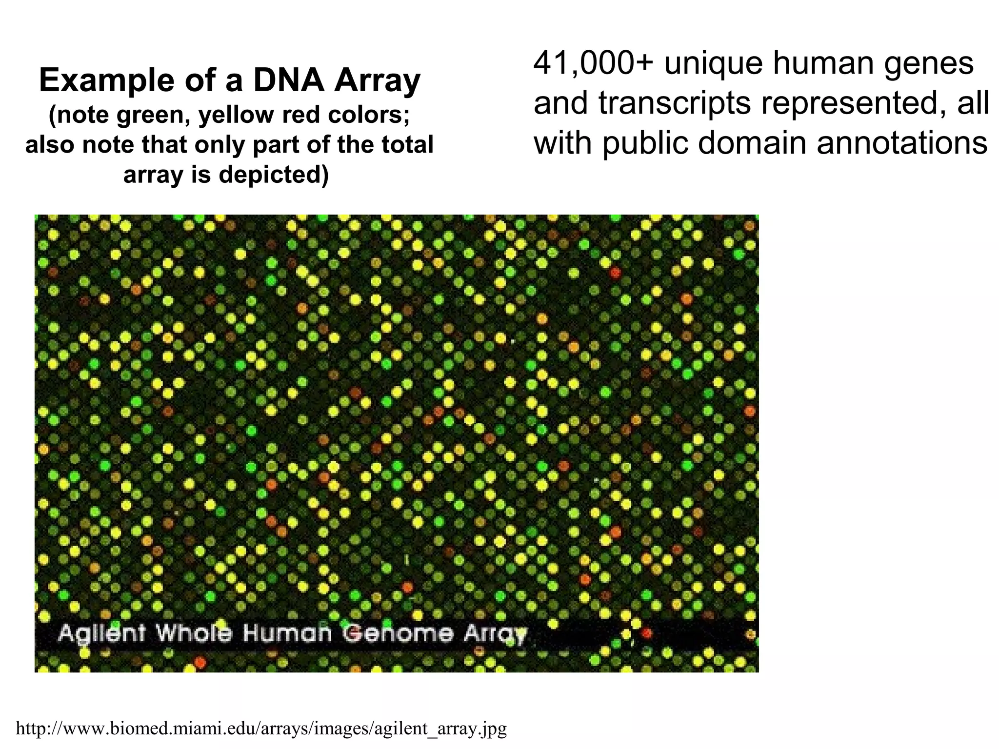 Example of a DNA Array
(note green, yellow red colors;
also note that only part of the total
array is depicted)

http://www.biomed.miami.edu/arrays/images/agilent_array.jpg

41,000+ unique human genes
and transcripts represented, all
with public domain annotations

 