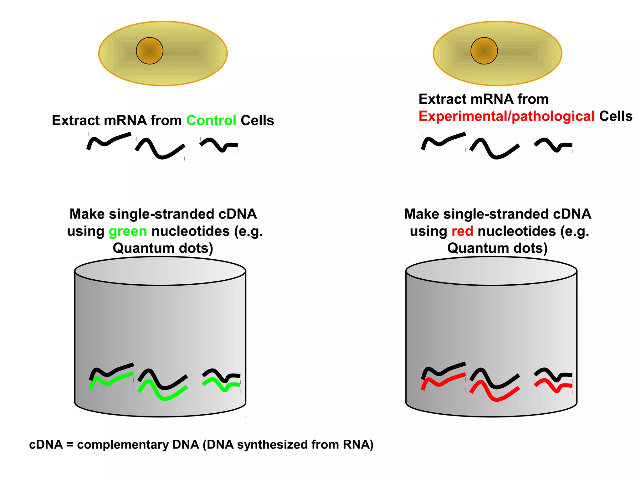 Extract mRNA from Control Cells

Make single-stranded cDNA
using green nucleotides (e.g.
Quantum dots)

cDNA = complementary DNA (DNA synthesized from RNA)

Extract mRNA from
Experimental/pathological Cells

Make single-stranded cDNA
using red nucleotides (e.g.
Quantum dots)

 