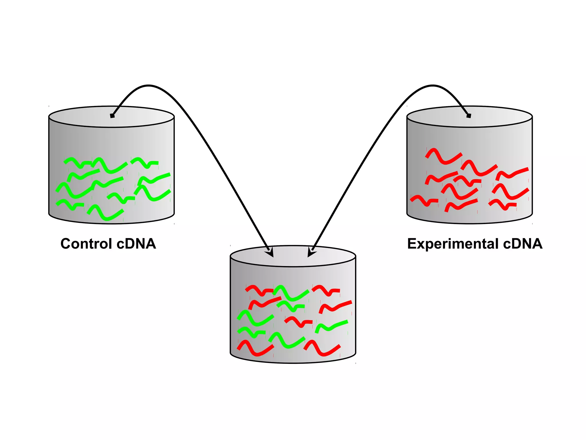 Control cDNA

Experimental cDNA

 
