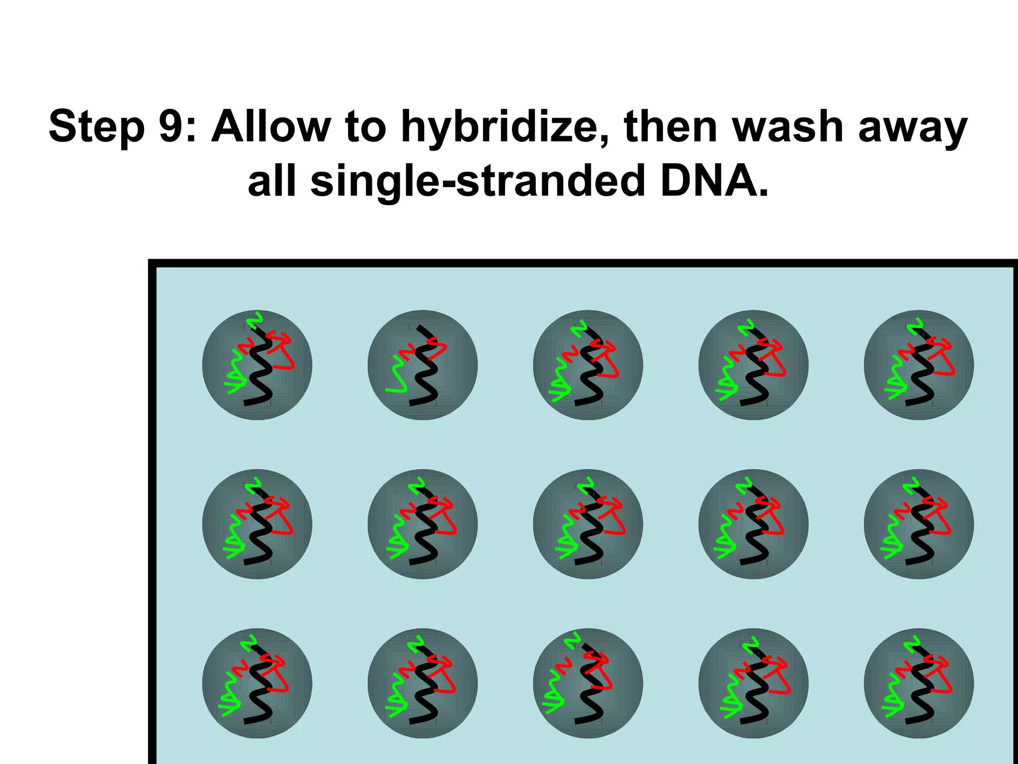 Step 9: Allow to hybridize, then wash away
all single-stranded DNA.

 