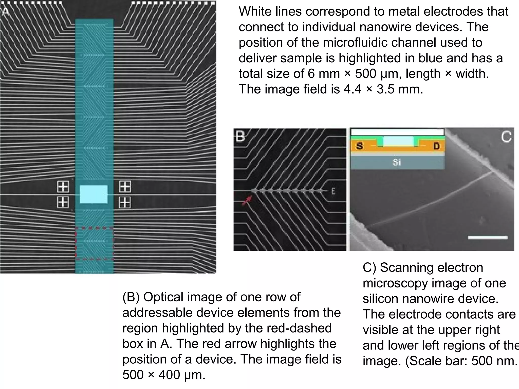 White lines correspond to metal electrodes that
connect to individual nanowire devices. The
position of the microfluidic channel used to
deliver sample is highlighted in blue and has a
total size of 6 mm × 500 μm, length × width.
The image field is 4.4 × 3.5 mm.

(B) Optical image of one row of
addressable device elements from the
region highlighted by the red-dashed
box in A. The red arrow highlights the
position of a device. The image field is
500 × 400 μm.

C) Scanning electron
microscopy image of one
silicon nanowire device.
The electrode contacts are
visible at the upper right
and lower left regions of the
image. (Scale bar: 500 nm.)

 