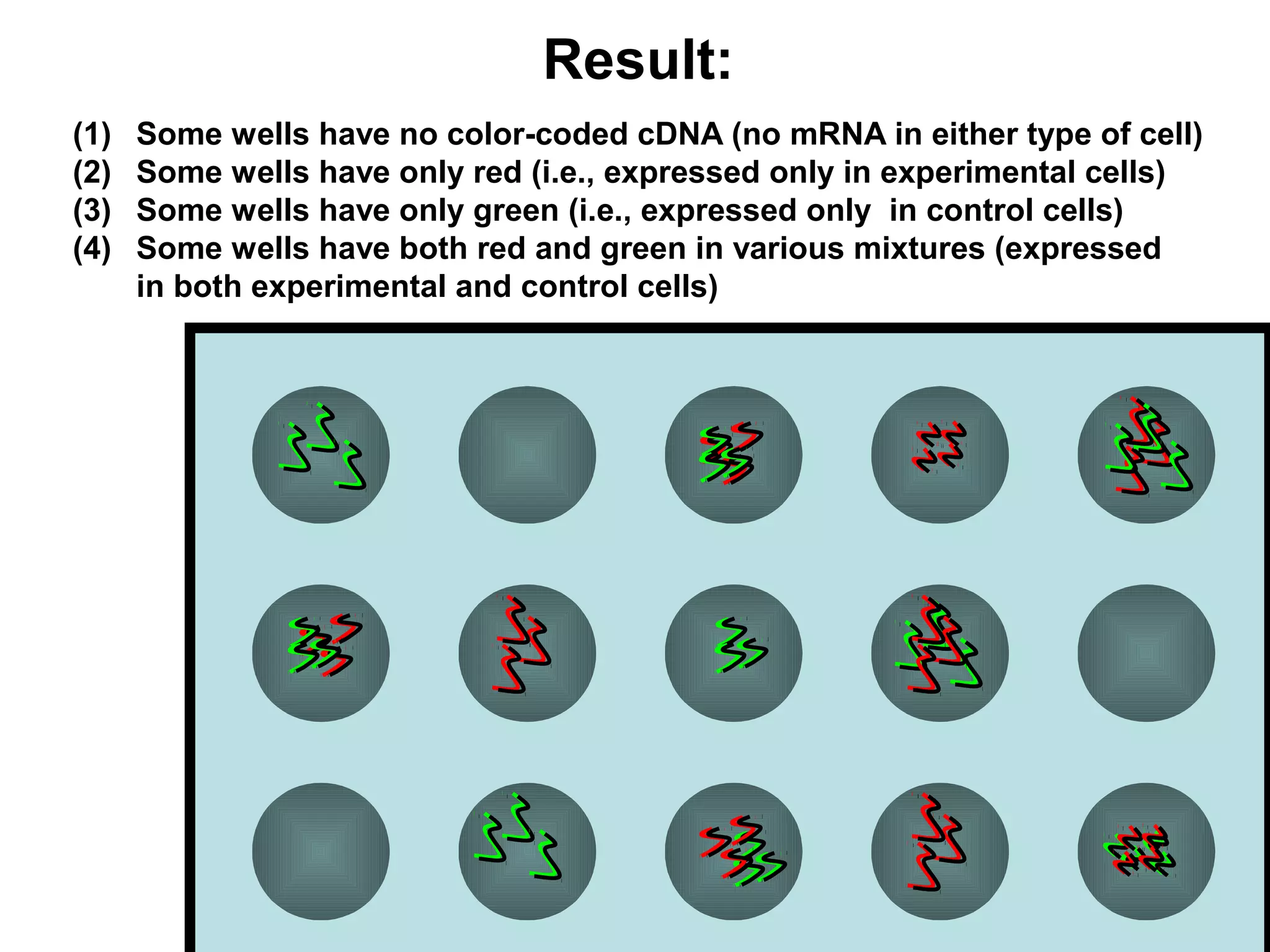 Result:
(1)
(2)
(3)
(4)

Some wells have no color-coded cDNA (no mRNA in either type of cell)
Some wells have only red (i.e., expressed only in experimental cells)
Some wells have only green (i.e., expressed only in control cells)
Some wells have both red and green in various mixtures (expressed
in both experimental and control cells)

 