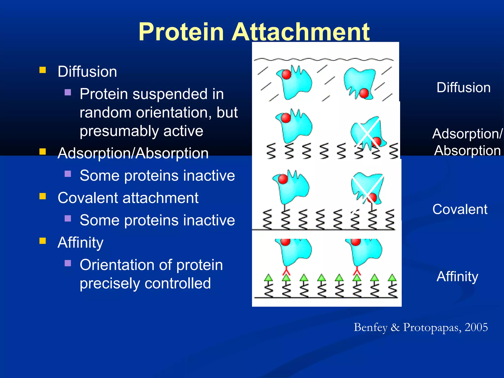 Protein Attachment








Diffusion
 Protein suspended in
random orientation, but
presumably active
Adsorption/Absorption
 Some proteins inactive
Covalent attachment
 Some proteins inactive
Affinity
 Orientation of protein
precisely controlled

Diffusion
Adsorption/
Absorption

Covalent

Affinity

Benfey & Protopapas, 2005

 