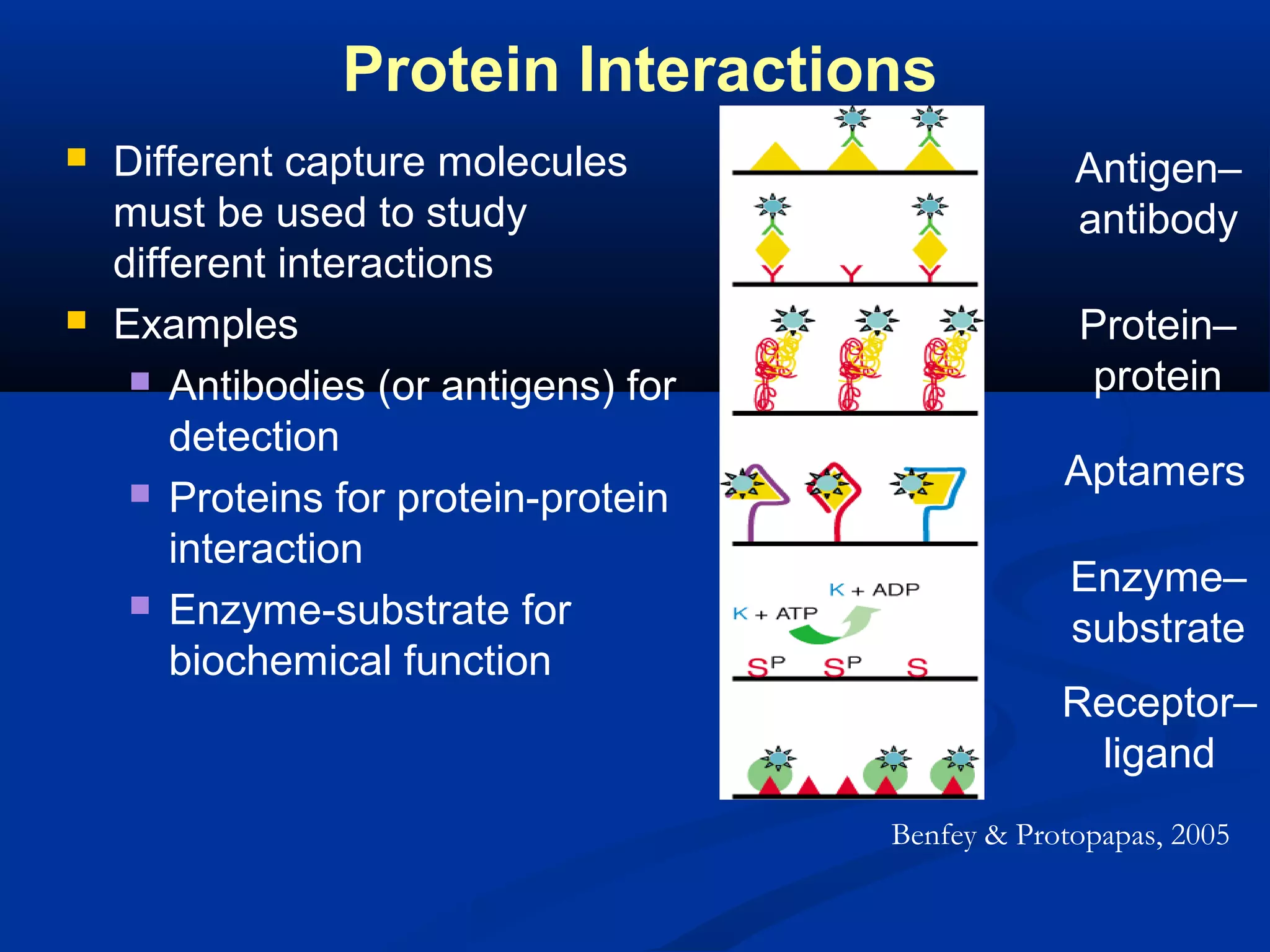 Protein Interactions




Different capture molecules
must be used to study
different interactions
Examples
 Antibodies (or antigens) for
detection
 Proteins for protein-protein
interaction
 Enzyme-substrate for
biochemical function

Antigen–
antibody
Protein–
protein
Aptamers
Enzyme–
substrate
Receptor–
ligand
Benfey & Protopapas, 2005

 