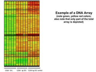 Example of a DNA Array 
(note green, yellow red colors; 
also note that only part of the total 
array is depicted) 
 