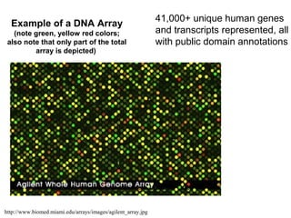 Example of a DNA Array 
(note green, yellow red colors; 
also note that only part of the total 
array is depicted) 
http://www.biomed.miami.edu/arrays/images/agilent_array.jpg 
41,000+ unique human genes 
and transcripts represented, all 
with public domain annotations 
 