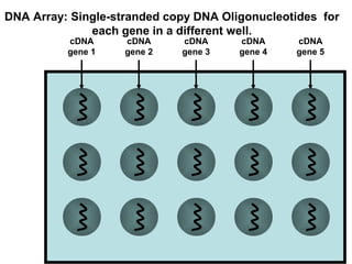 DNA Array: Single-stranded copy DNA Oligonucleotides for 
cDNA 
gene 1 
cDNA 
gene 2 
cDNA 
gene 3 
cDNA 
gene 4 
cDNA 
gene 5 
each gene in a different well. 
 