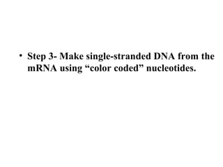 • Step 3- Make single-stranded DNA from the 
mRNA using “color coded” nucleotides. 
 