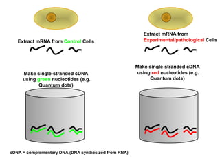 Extract mRNA from Control Cells 
Extract mRNA from 
Experimental/pathological Cells 
Make single-stranded cDNA 
using green nucleotides (e.g. 
Quantum dots) 
Make single-stranded cDNA 
using red nucleotides (e.g. 
Quantum dots) 
cDNA = complementary DNA (DNA synthesized from RNA) 
 