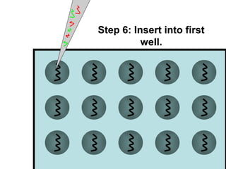 Step 6: Insert into first 
well. 
 