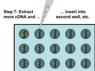 … insert into 
second well, etc. 
Step 7: Extract 
more cDNA and … 
 