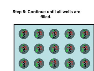 Step 8: Continue until all wells are 
filled. 
 