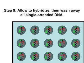 Step 9: Allow to hybridize, then wash away 
all single-stranded DNA. 
 